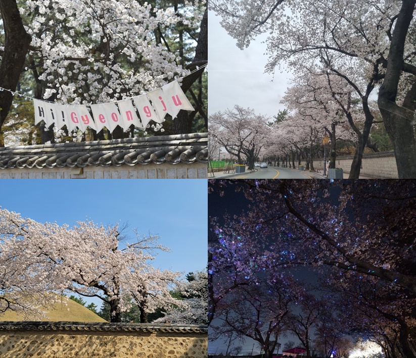 경주 벚꽃 축제