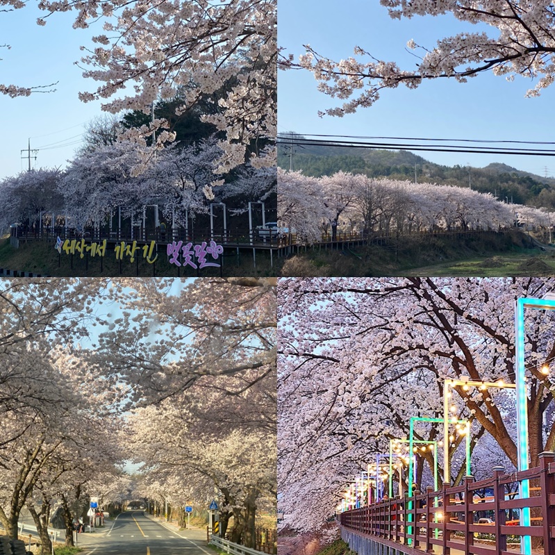 대전 벚꽃 축제