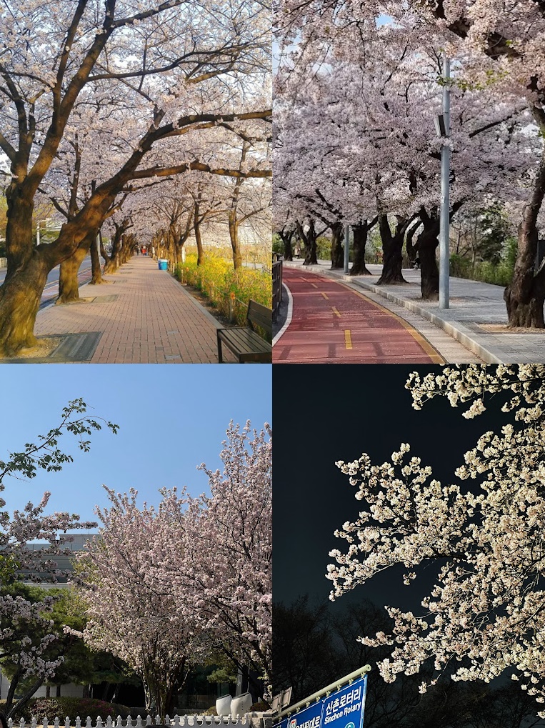 서울 윤중로 벚꽃길
