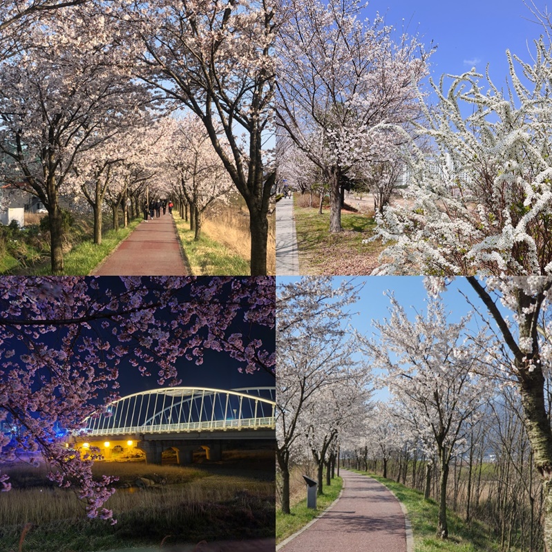 전주 삼천 벚꽃길